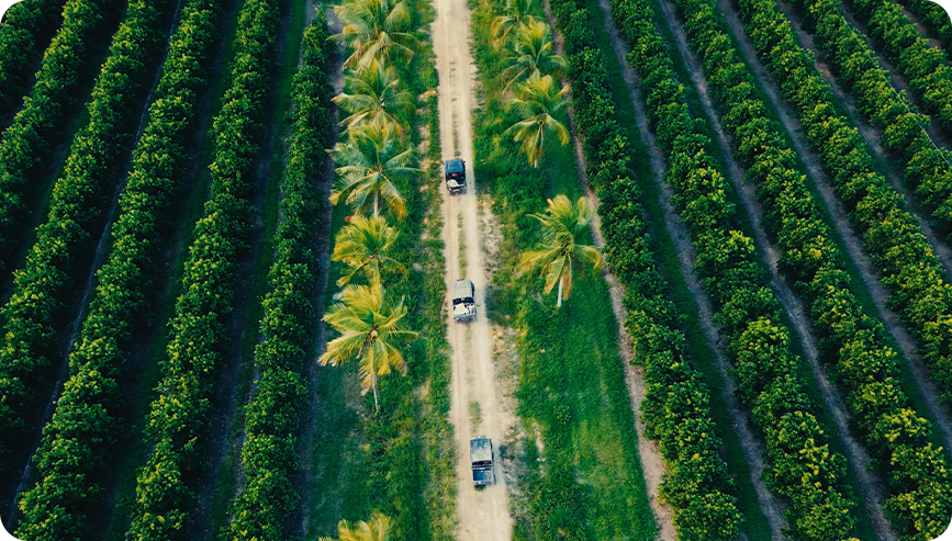 Vista aérea de uma área rural com fileiras de vegetação e um caminho central, no acervo do JAMM Farmer Experience