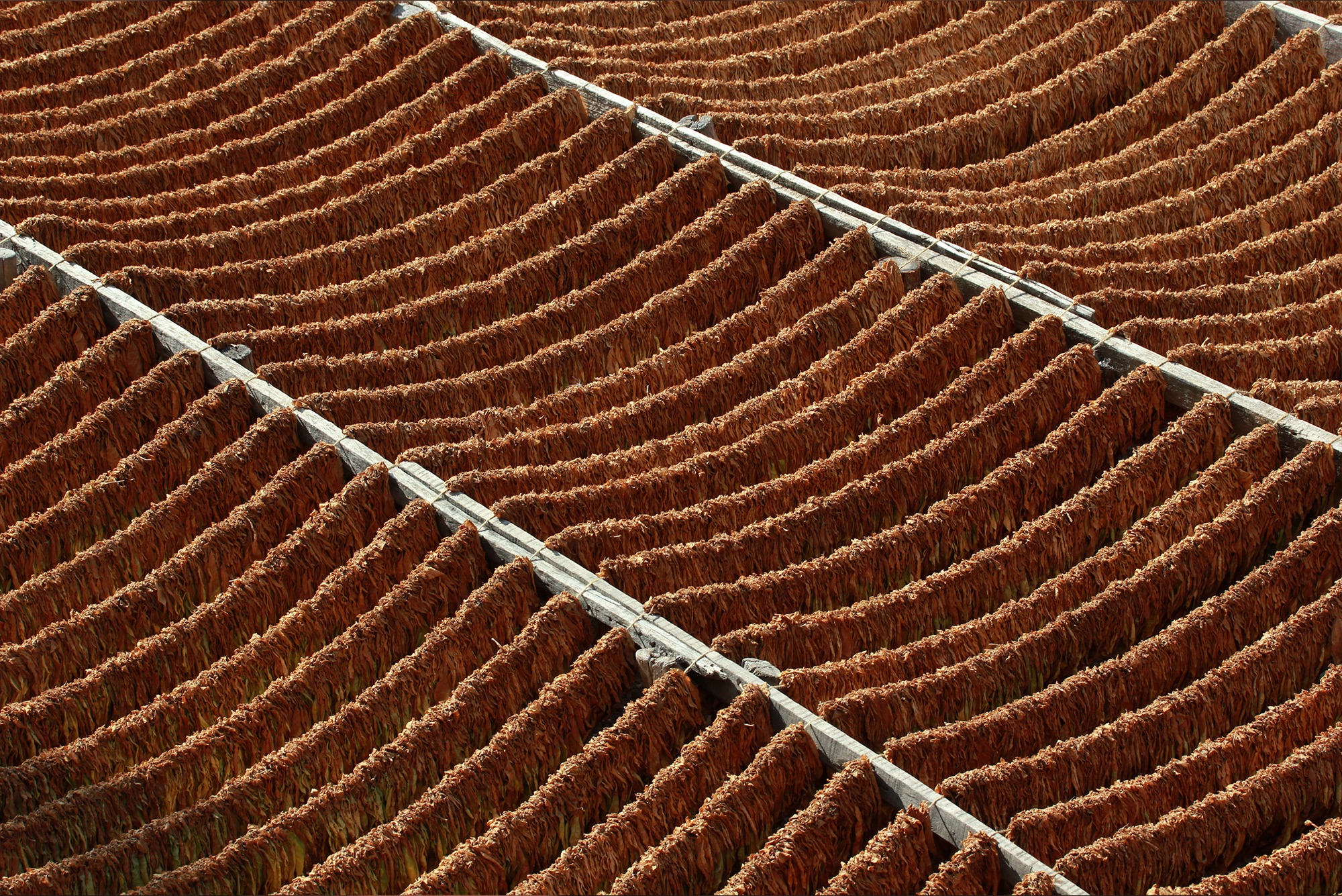 Folhas de tabaco suspensas em estruturas de madeira, em fotografia do acervo JAMM